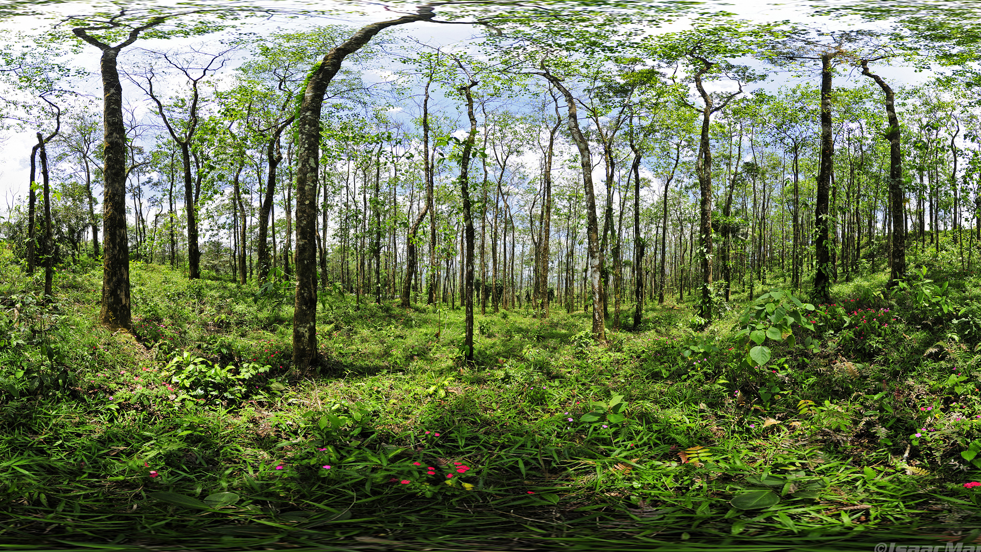 Bufete de abogados especializados en derecho ambiental | Bioiuris